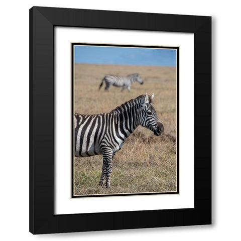 Africa-Kenya-Ol Pejeta Conservancy-Bruchells zebra-Equus burchellii-in grassland habitat Black Modern Wood Framed Art Print with Double Matting by Hopkins, Cindy Miller