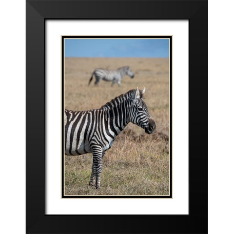 Africa-Kenya-Ol Pejeta Conservancy-Bruchells zebra-Equus burchellii-in grassland habitat Black Modern Wood Framed Art Print with Double Matting by Hopkins, Cindy Miller