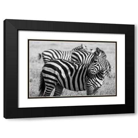 Africa-Kenya-Ol Pejeta Conservancy-Bruchells zebra-Equus burchellii-in grassland habitat Black Modern Wood Framed Art Print with Double Matting by Hopkins, Cindy Miller