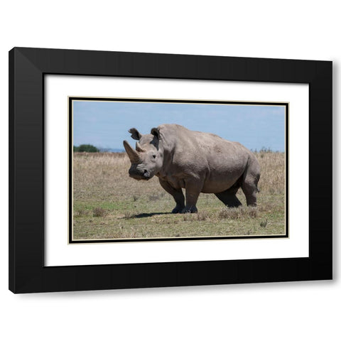 Africa-Kenya-Ol Pejeta Conservancy-one of the last 2 critically endangered Northern white rhinos Black Modern Wood Framed Art Print with Double Matting by Hopkins, Cindy Miller