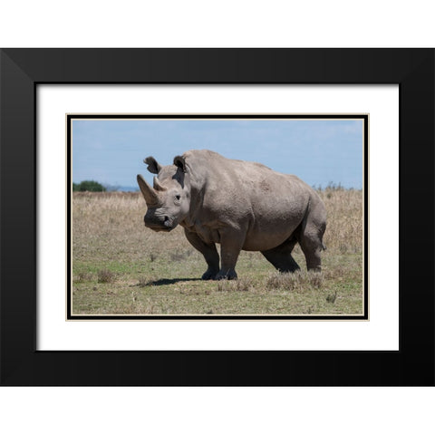 Africa-Kenya-Ol Pejeta Conservancy-one of the last 2 critically endangered Northern white rhinos Black Modern Wood Framed Art Print with Double Matting by Hopkins, Cindy Miller