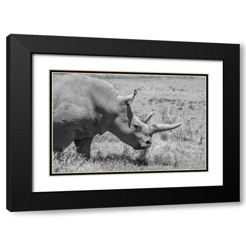 Africa-Kenya-Ol Pejeta Conservancy-one of last 2 critically endangered Northern white rhinos Black Modern Wood Framed Art Print with Double Matting by Hopkins, Cindy Miller