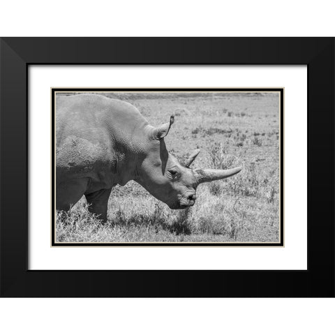 Africa-Kenya-Ol Pejeta Conservancy-one of last 2 critically endangered Northern white rhinos Black Modern Wood Framed Art Print with Double Matting by Hopkins, Cindy Miller