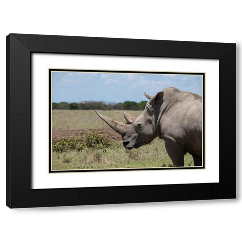 Africa-Kenya-Ol Pejeta Conservancy-One the last 2 critically endangered Northern white rhinos Black Modern Wood Framed Art Print with Double Matting by Hopkins, Cindy Miller