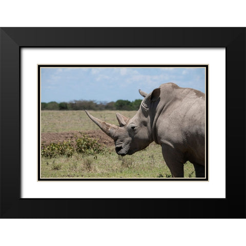 Africa-Kenya-Ol Pejeta Conservancy-One the last 2 critically endangered Northern white rhinos Black Modern Wood Framed Art Print with Double Matting by Hopkins, Cindy Miller