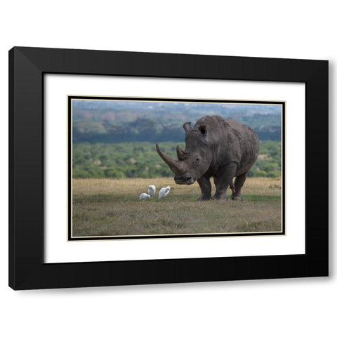 Africa-Kenya-Ol Pejeta-Southern white rhinoceros-Ceratotherium simum simum-with cattle egrets Black Modern Wood Framed Art Print with Double Matting by Hopkins, Cindy Miller