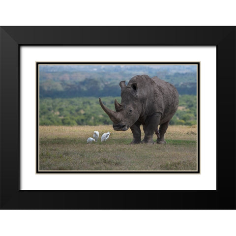 Africa-Kenya-Ol Pejeta-Southern white rhinoceros-Ceratotherium simum simum-with cattle egrets Black Modern Wood Framed Art Print with Double Matting by Hopkins, Cindy Miller