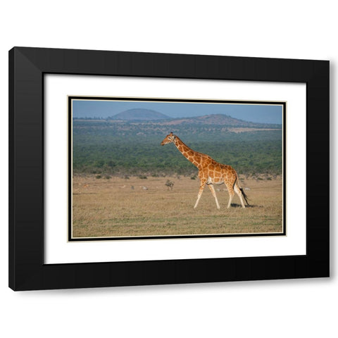 Africa-Kenya-Ol Pejeta Conservancy-Reticulated giraffe Endangered species Black Modern Wood Framed Art Print with Double Matting by Hopkins, Cindy Miller