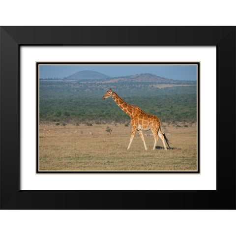 Africa-Kenya-Ol Pejeta Conservancy-Reticulated giraffe Endangered species Black Modern Wood Framed Art Print with Double Matting by Hopkins, Cindy Miller