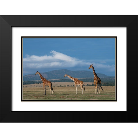 Africa-Kenya-Northern Frontier District-Ol Pejeta Conservancy-Reticulated giraffe Black Modern Wood Framed Art Print with Double Matting by Hopkins, Cindy Miller