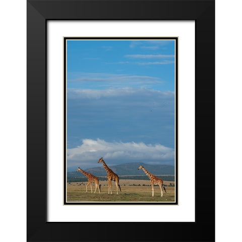 Africa-Kenya-Northern Frontier District-Ol Pejeta Conservancy-Reticulated giraffes Black Modern Wood Framed Art Print with Double Matting by Hopkins, Cindy Miller