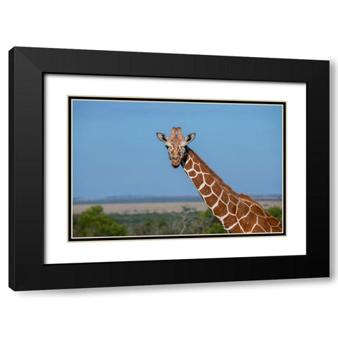 Africa-Kenya-Laikipia Plateau-Ol Pejeta Conservancy-Reticulated giraffe Endangered species Black Modern Wood Framed Art Print with Double Matting by Hopkins, Cindy Miller