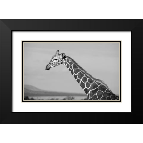 Africa-Kenya-Ol Pejeta Conservancy-Reticulated giraffe Endangered species Black Modern Wood Framed Art Print with Double Matting by Hopkins, Cindy Miller