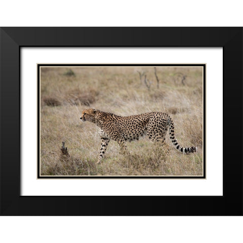 Africa-Kenya-Laikipia Plateau-Ol Pejeta Conservancy-Lone male cheetah-endangered species Black Modern Wood Framed Art Print with Double Matting by Hopkins, Cindy Miller