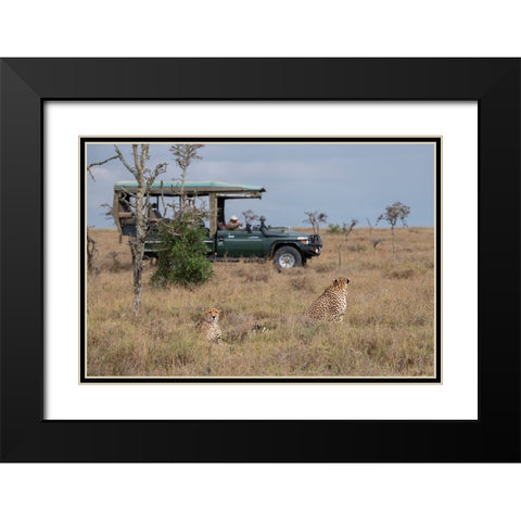 Africa-Kenya-Ol Pejeta Conservancy-Safari jeep with male cheetahs-endangered species Black Modern Wood Framed Art Print with Double Matting by Hopkins, Cindy Miller