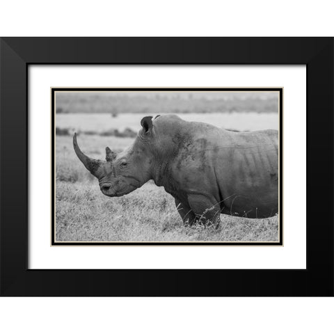 Kenya-Ol Pejeta Conservancy-Southern white rhinoceros-Ceratotherium simum simum Black Modern Wood Framed Art Print with Double Matting by Hopkins, Cindy Miller