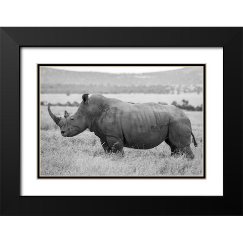 Africa-Kenya-Laikipia Plateau-Ol Pejeta Conservancy-Southern white rhinocero-lone male Black Modern Wood Framed Art Print with Double Matting by Hopkins, Cindy Miller