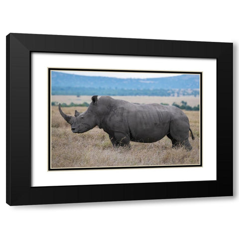 Africa-Kenya-Laikipia Plateau-Ol Pejeta Conservancy-Southern white rhinoceros-lone male Black Modern Wood Framed Art Print with Double Matting by Hopkins, Cindy Miller