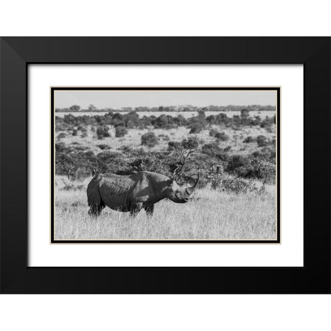 Africa-Kenya-Ol Pejeta Conservancy-Black rhinoceros-aka hook-lipped-Critically Endangered species Black Modern Wood Framed Art Print with Double Matting by Hopkins, Cindy Miller