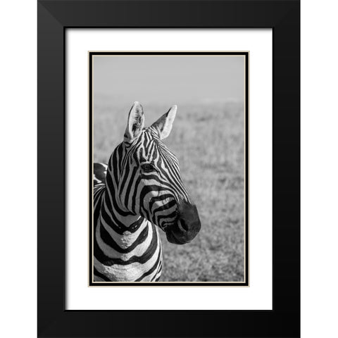Africa-Kenya-Laikipia Plateau-Ol Pejeta Conservancy-Bruchells zebra-Equus burchellii Black Modern Wood Framed Art Print with Double Matting by Hopkins, Cindy Miller