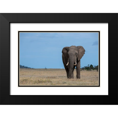 Africa-Kenya-Laikipia Plateau-Ol Pejeta Conservancy-Lone bull African elephant Black Modern Wood Framed Art Print with Double Matting by Hopkins, Cindy Miller