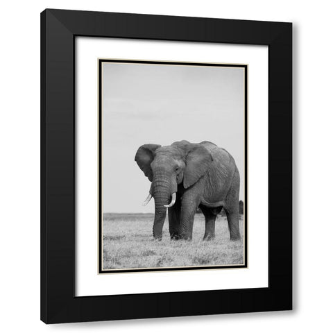 Africa-Kenya-Laikipia Plateau-Ol Pejeta Conservancy-African elephant Black Modern Wood Framed Art Print with Double Matting by Hopkins, Cindy Miller