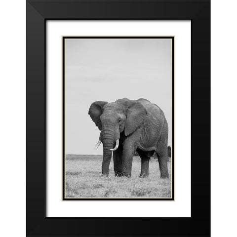 Africa-Kenya-Laikipia Plateau-Ol Pejeta Conservancy-African elephant Black Modern Wood Framed Art Print with Double Matting by Hopkins, Cindy Miller