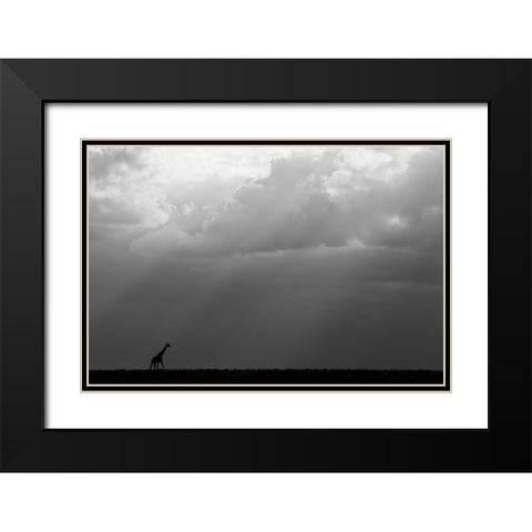 Kenya-Serengeti-Maasai Mara-Masai giraffe in front of stormy sky-Endangered species Black Modern Wood Framed Art Print with Double Matting by Hopkins, Cindy Miller