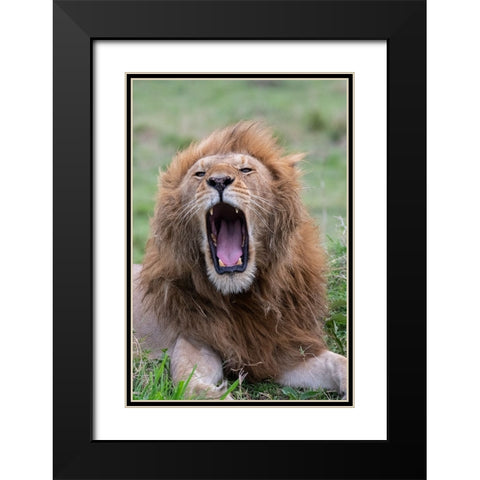 Africa-Kenya-Serengeti Plains-Maasai Mara-Male lion yawning Black Modern Wood Framed Art Print with Double Matting by Hopkins, Cindy Miller