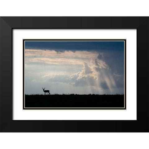 Africa-Kenya-Serengeti Plains-Maasai Mara-Impala-silhouette with storm clouds Black Modern Wood Framed Art Print with Double Matting by Hopkins, Cindy Miller