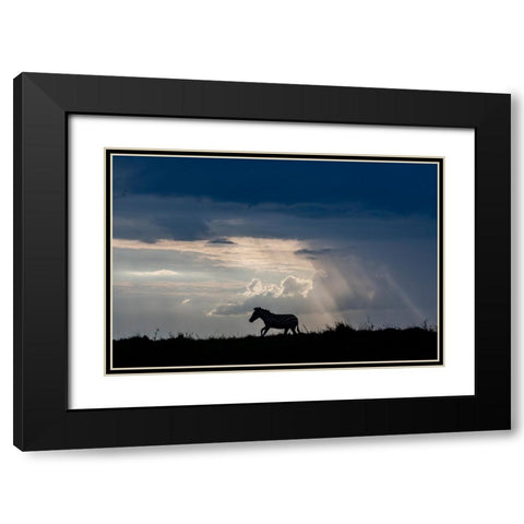 Africa-Kenya-Serengeti-Maasai Mara-Burchells zebra-Sihouette of zebra Black Modern Wood Framed Art Print with Double Matting by Hopkins, Cindy Miller