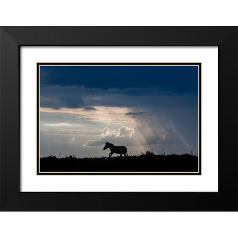 Africa-Kenya-Serengeti-Maasai Mara-Burchells zebra-Sihouette of zebra Black Modern Wood Framed Art Print with Double Matting by Hopkins, Cindy Miller