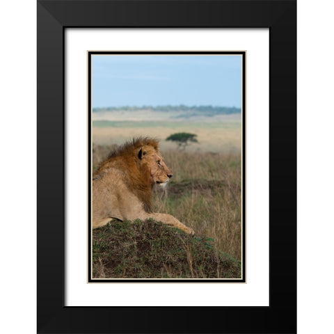 Africa-Kenya-Serengeti Plains-Maasai Mara-Young male lion in typical Serengeti habitat Black Modern Wood Framed Art Print with Double Matting by Hopkins, Cindy Miller