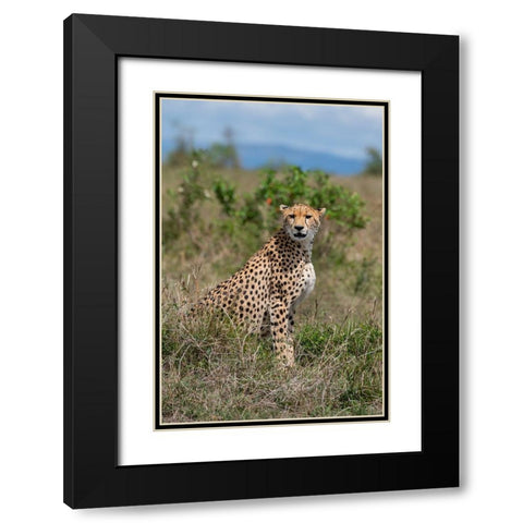 Africa-Kenya-Serengeti Plains-Maasai Mara-Female cheetah-endangered species Black Modern Wood Framed Art Print with Double Matting by Hopkins, Cindy Miller