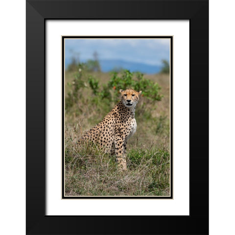 Africa-Kenya-Serengeti Plains-Maasai Mara-Female cheetah-endangered species Black Modern Wood Framed Art Print with Double Matting by Hopkins, Cindy Miller