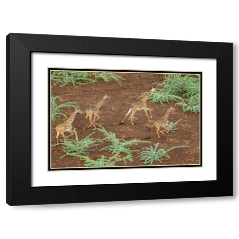Africa-Kenya-Shompole-Aerial view herd of Giraffes running in Shompole Conservancy in Rift Valley Black Modern Wood Framed Art Print with Double Matting by Souders, Paul