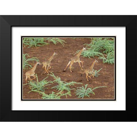 Africa-Kenya-Shompole-Aerial view herd of Giraffes running in Shompole Conservancy in Rift Valley Black Modern Wood Framed Art Print with Double Matting by Souders, Paul