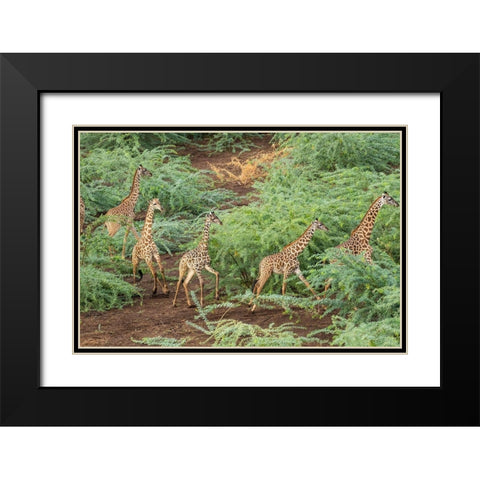 Africa-Kenya-Shompole-Aerial view herd of Giraffes walking in Shompole Conservancy in Rift Valley Black Modern Wood Framed Art Print with Double Matting by Souders, Paul