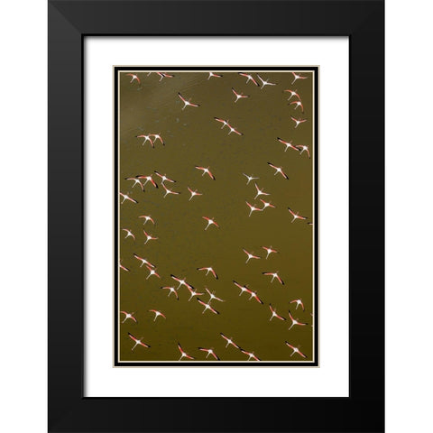 Africa-Kenya-Magadi-Aerial view of Lesser Flamingos flying along shore of Lake Magadi Black Modern Wood Framed Art Print with Double Matting by Souders, Paul