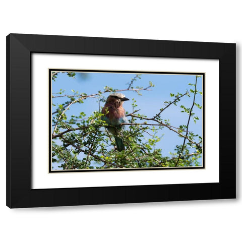 A lilac-breasted roller-Coracias caudatus-on a branch-Tsavo-Kenya Black Modern Wood Framed Art Print with Double Matting by Pitamitz, Sergio