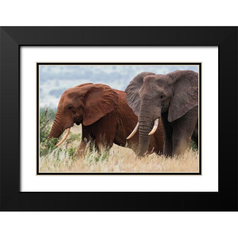 Two African elephants-Loxodonta africana-Tsavos soil-Tsavo-Kenya Black Modern Wood Framed Art Print with Double Matting by Pitamitz, Sergio