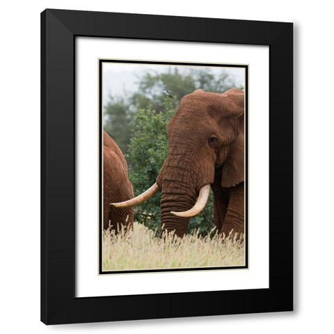 African elephant-Loxodonta africana-Tsavo-Kenya Black Modern Wood Framed Art Print with Double Matting by Pitamitz, Sergio