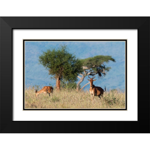 Cokes hartebeest-Alcelaphus buselaphus cokii-with its calf-Lualenyi-Tsavo-Kenya Black Modern Wood Framed Art Print with Double Matting by Pitamitz, Sergio
