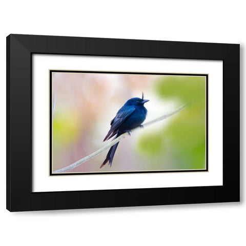 Madagascar Crested drongo perched on limb Black Modern Wood Framed Art Print with Double Matting by Williams, Joanne