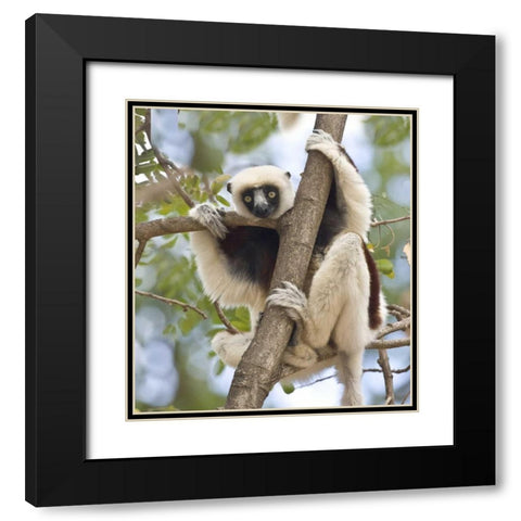 Madagascar Sifaka lemur perched in tree Black Modern Wood Framed Art Print with Double Matting by Williams, Joanne
