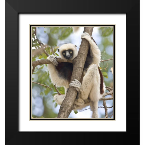 Madagascar Sifaka lemur perched in tree Black Modern Wood Framed Art Print with Double Matting by Williams, Joanne