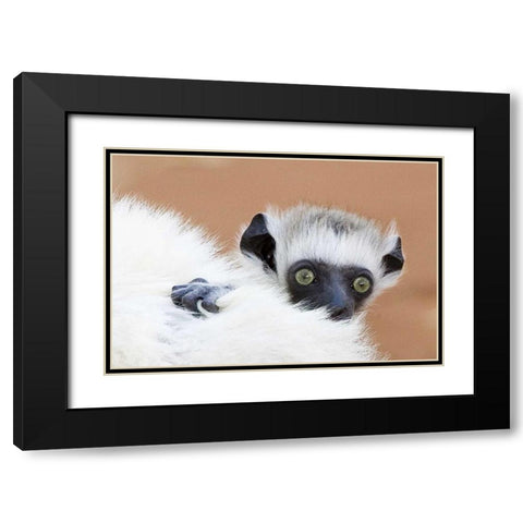 Madagascar Verreaus sifaka baby and mother Black Modern Wood Framed Art Print with Double Matting by Williams, Joanne