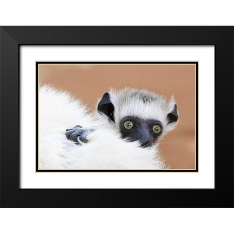 Madagascar Verreaus sifaka baby and mother Black Modern Wood Framed Art Print with Double Matting by Williams, Joanne