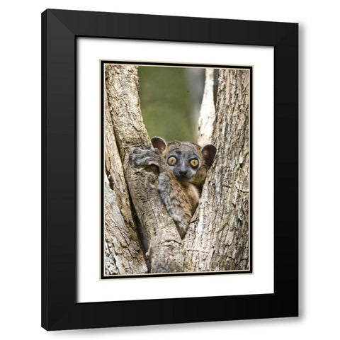 Madagascar White-footed sportive lemur in tree Black Modern Wood Framed Art Print with Double Matting by Williams, Joanne