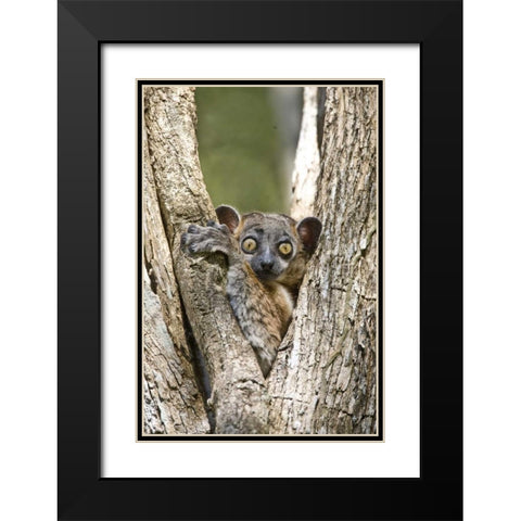 Madagascar White-footed sportive lemur in tree Black Modern Wood Framed Art Print with Double Matting by Williams, Joanne